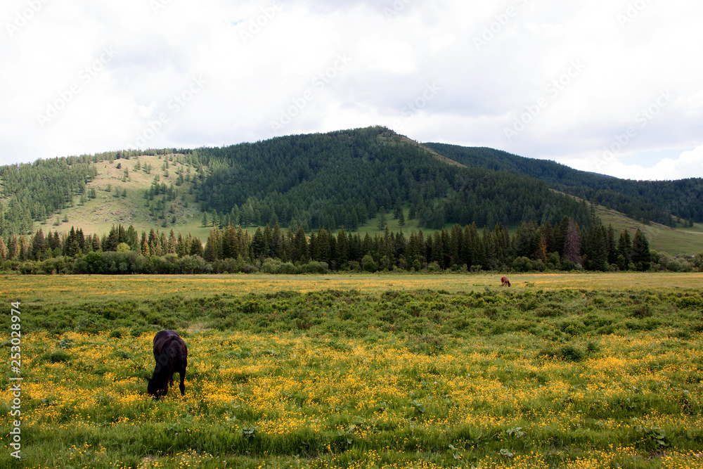 Grazing horses on a flower field in Altai