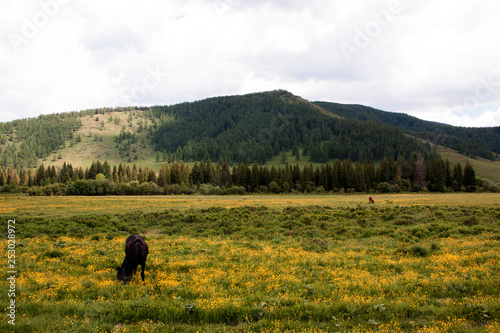 Grazing horses on a flower field in Altai © Alexander Goy