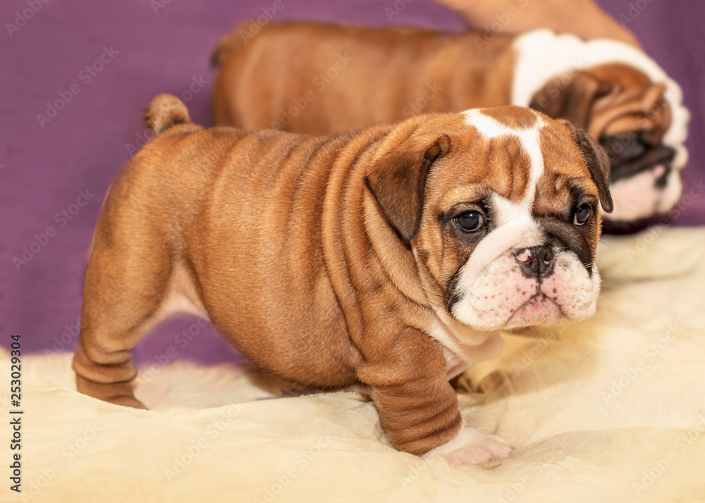 Cute puppy of English Bulldog looks to front