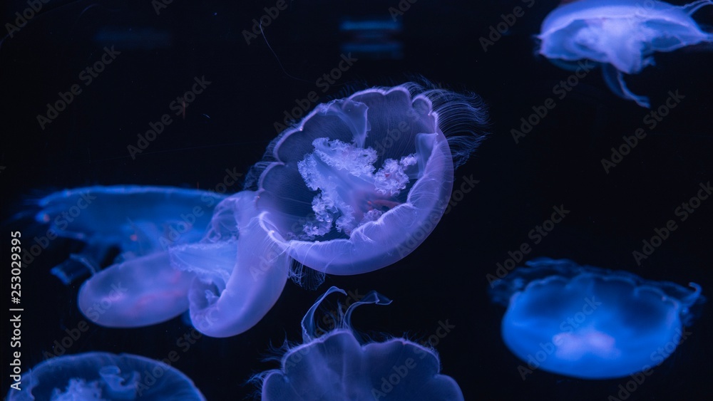 Black Light Jellyfish Black Light Jellyfish