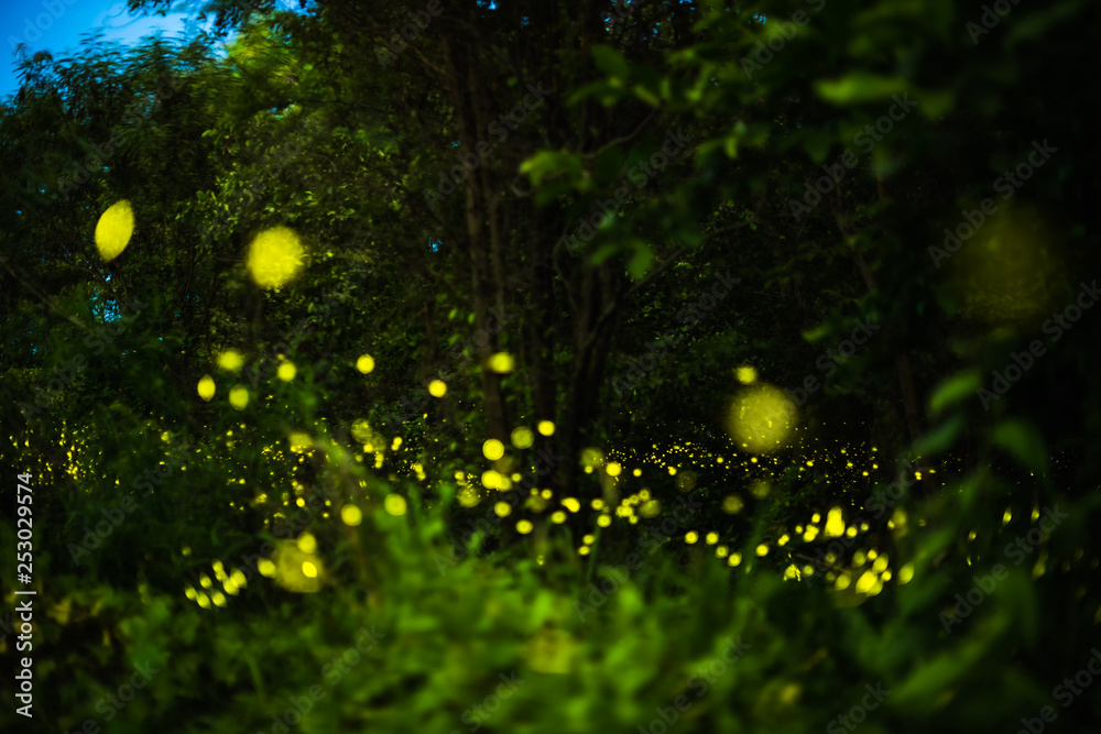 Firefly flying in the night forest - obrazy, fototapety, plakaty 