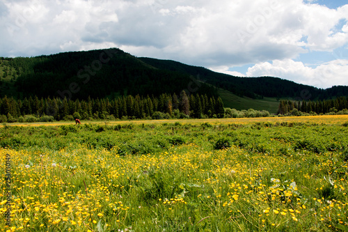 Grazing horses on a flower field in Altai