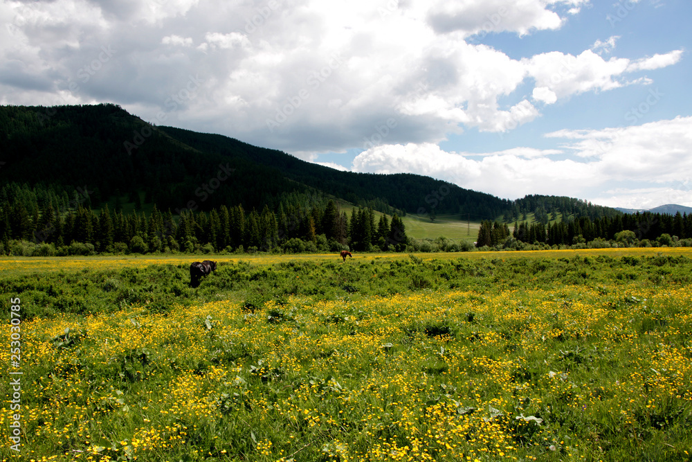 Grazing horses on a flower field in Altai