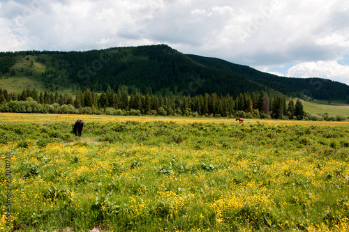 Grazing horses on a flower field in Altai