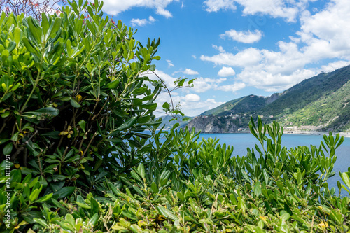 Italy, Cinque Terre, Manarola, a tree with a mountain in the background
