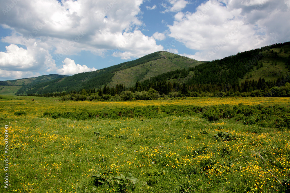 Grazing horses on a flower field in Altai