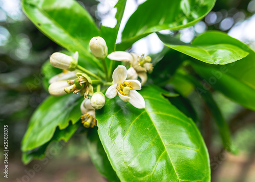 Pomelo flowers, Thaton, Mon State, Myanmar