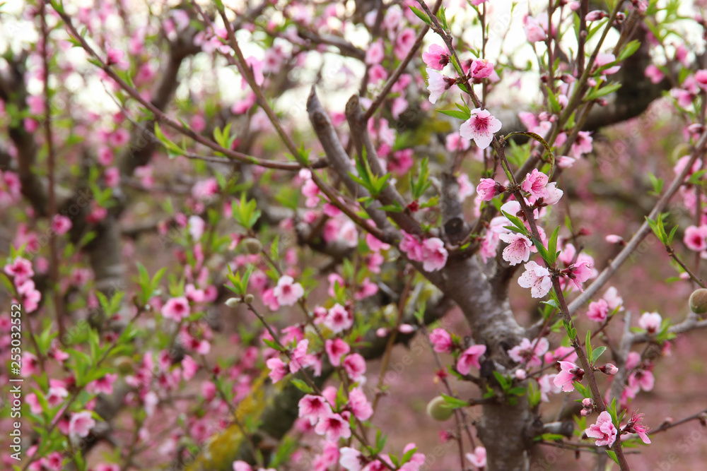 background of spring blossom tree with pink beautiful flowers. selective focus background of spring blossom tree with pink beautiful flowers. selective focus