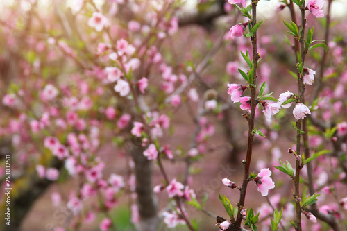 background of spring blossom tree with pink beautiful flowers. selective focus