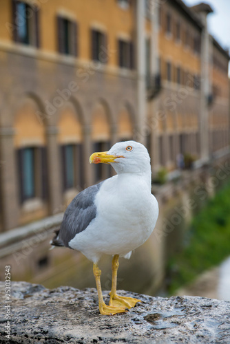 A seagull on the streets of Rome.