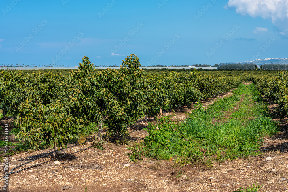 Avocado plantation field