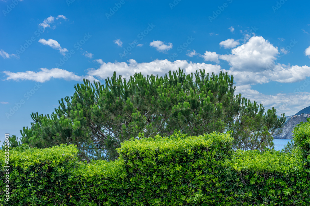 Italy, Cinque Terre, Manarola, a large green field with trees in the background