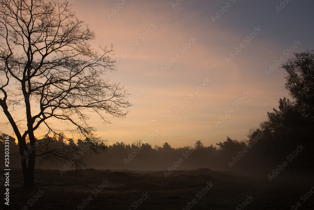Tree silhouette sunrise Tree silhouette sunrise