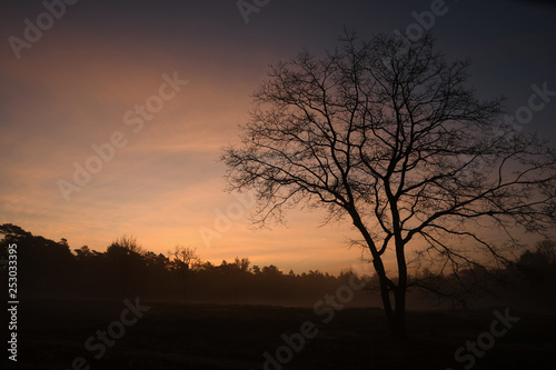 Fototapeta Naklejka Na Ścianę i Meble -  Tree silhouette sunrise