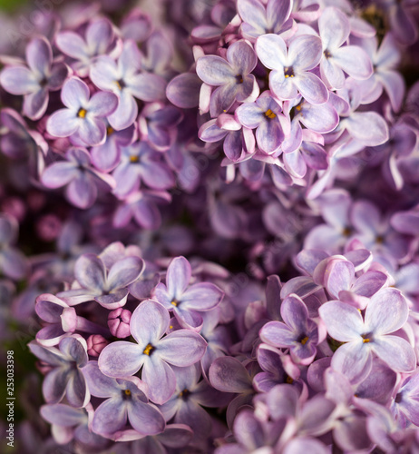 Pink lilac  Syringa  flowers