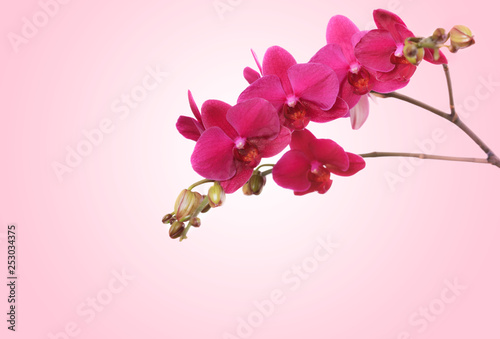 Branch purple orchid on pink background
