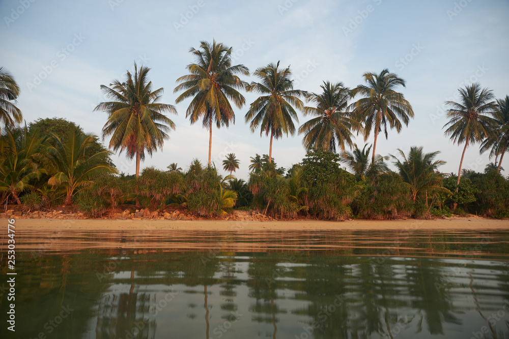 palm trees at sunset