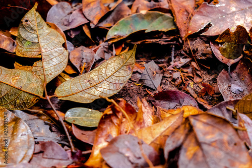 jungle floor