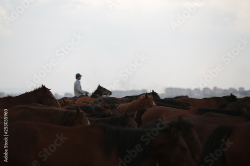 Fototapeta Naklejka Na Ścianę i Meble -  wild horses and cowboys.kayseri turkey