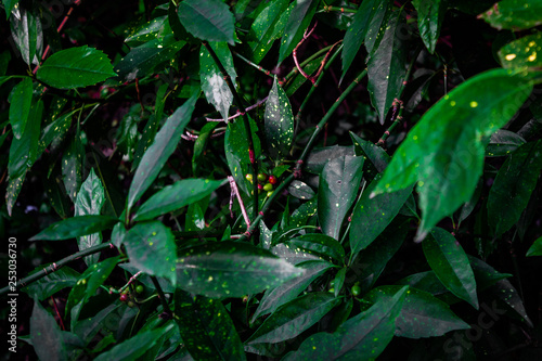 berries between leaves