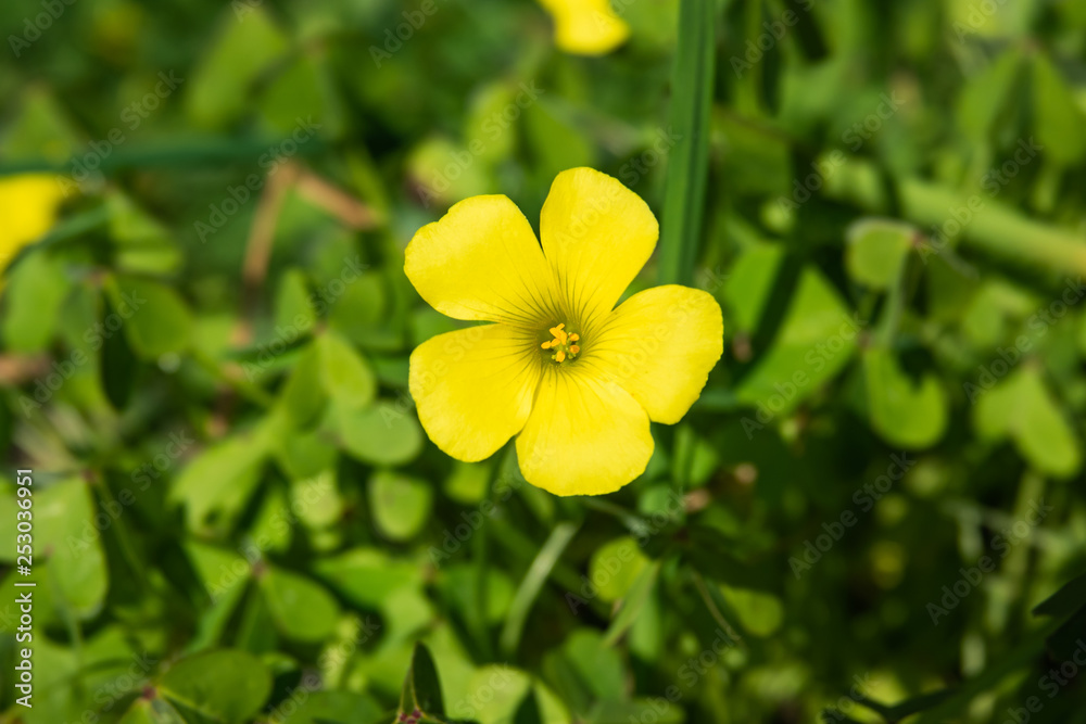 African Wood Sorrel Flower in Bloom in Winter African Wood Sorrel Flower in Bloom in Winter