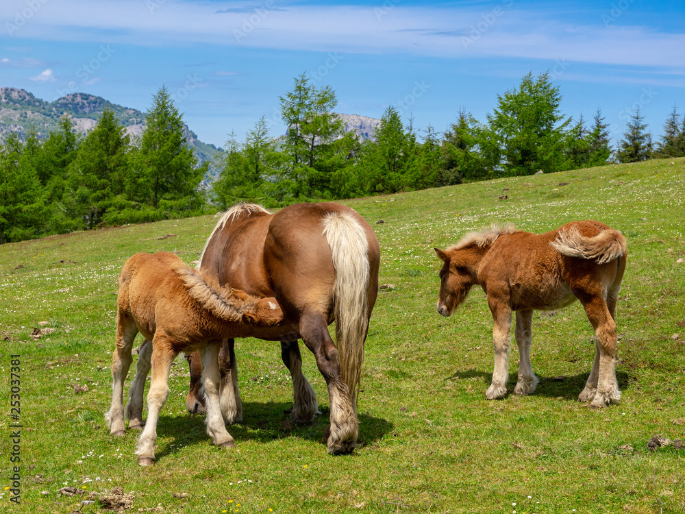 Horses in a meadow of the Basque country