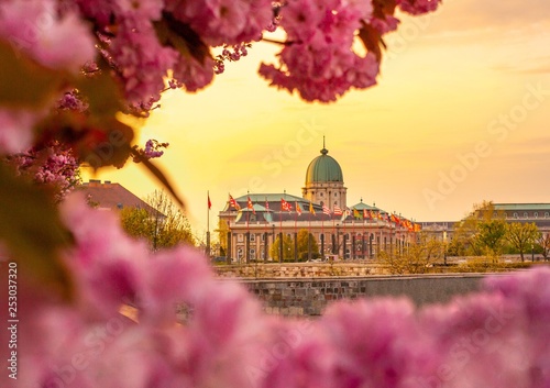 Canvas Print Spring Morning Budapest, Cherry blossom Buda Castle - Hungary