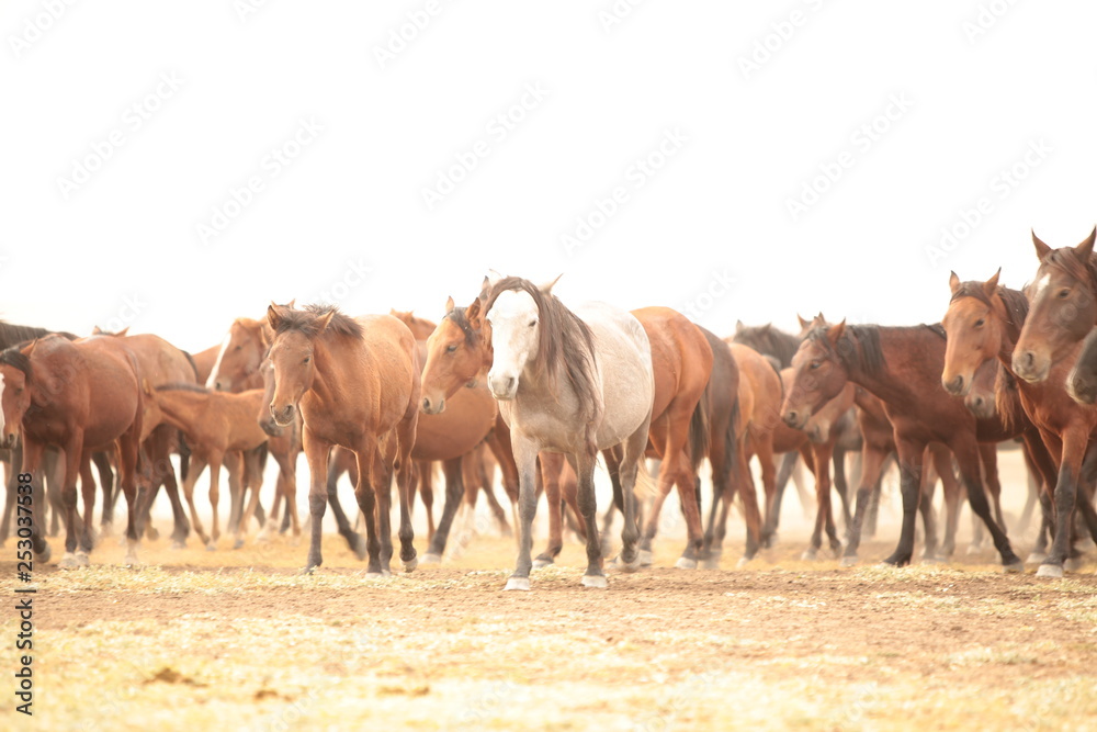 wild horses and cowboys.kayseri turkey