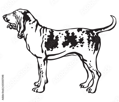 Decorative portrait of Dog Bracco Italiano vector illustration