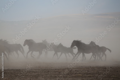 wild horses and cowboys.kayseri turkey © murat