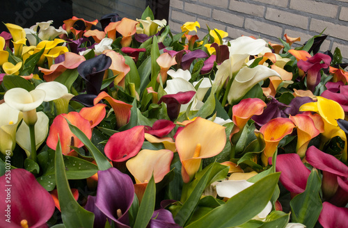 colorful calla zantedeschia flowers are blooming in the spring