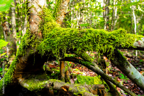 moss on wood