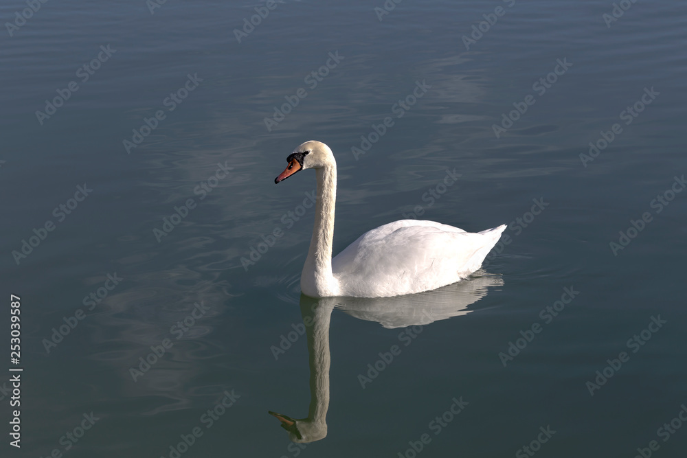 The white swan swimming in the lake close-up The white swan swimming in the lake close-up