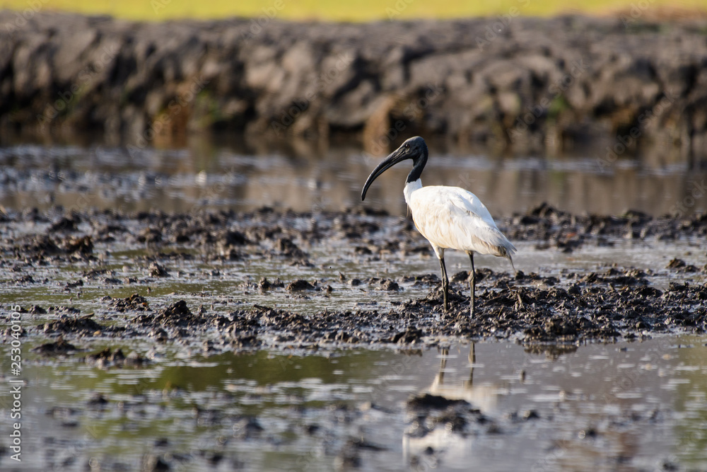 Fototapeta premium Birds are using long, tricky mouths living in Water field