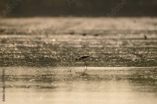 Birds are using long  tricky mouths living in Water field