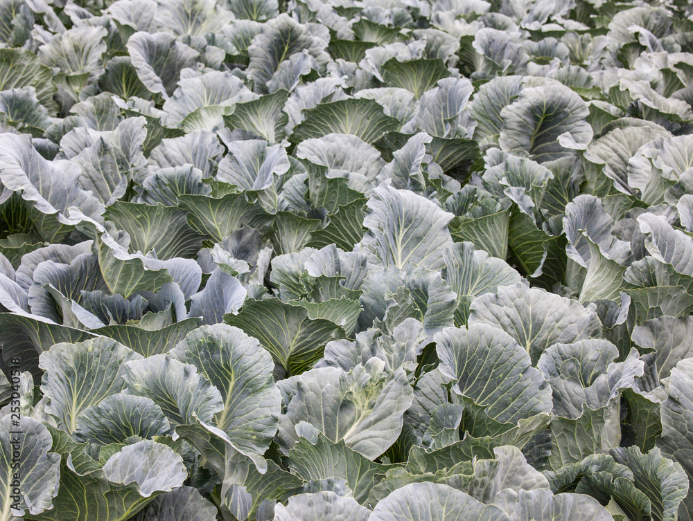 Cabbage field. Cabbage field.
