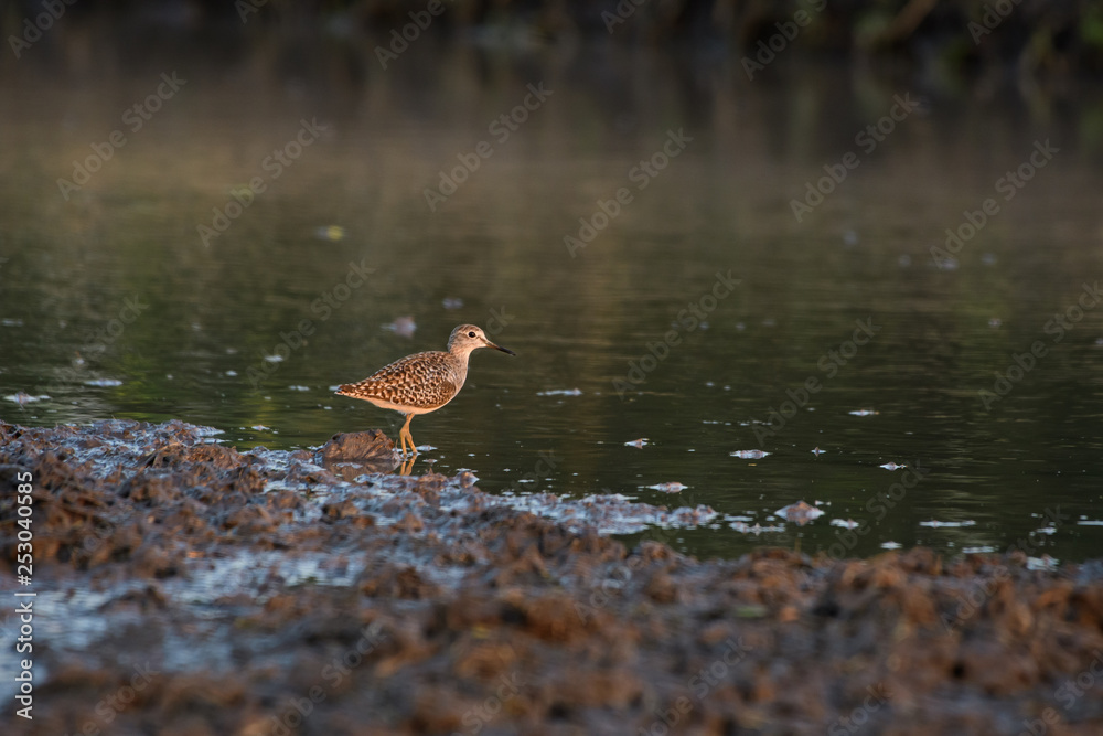 Birds are using long, tricky mouths living in Water field Birds are using long, tricky mouths living in Water field