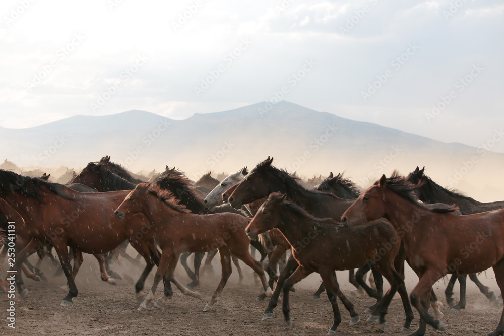 Fototapeta premium wild horses and cowboys.kayseri turkey