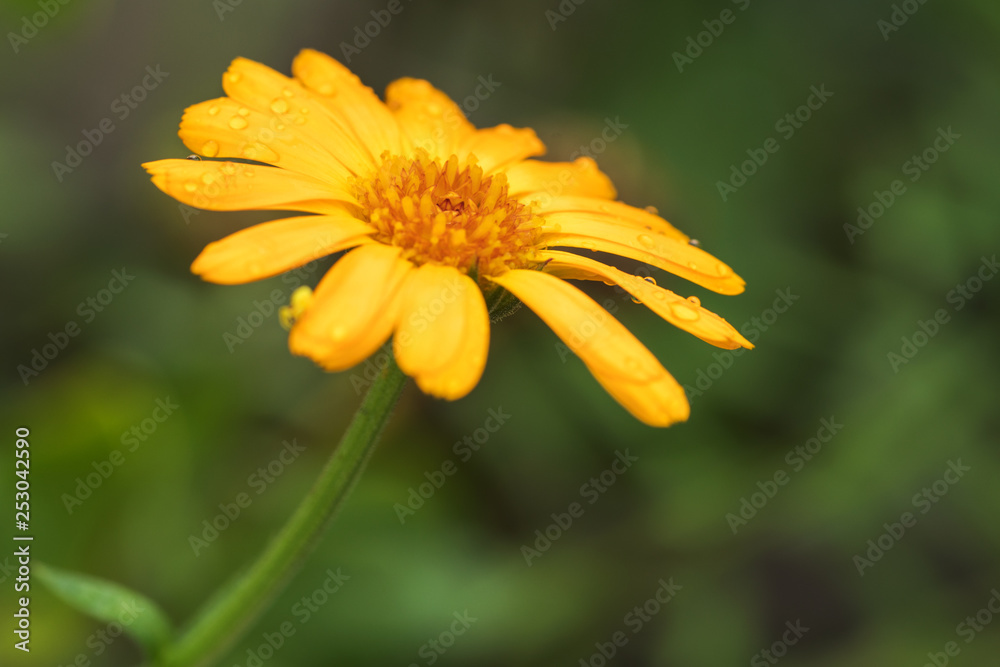 Obraz premium Coreopsis flowers growing in a garden