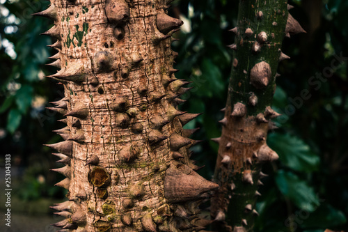 Dorniger Baum im Close-Up photo