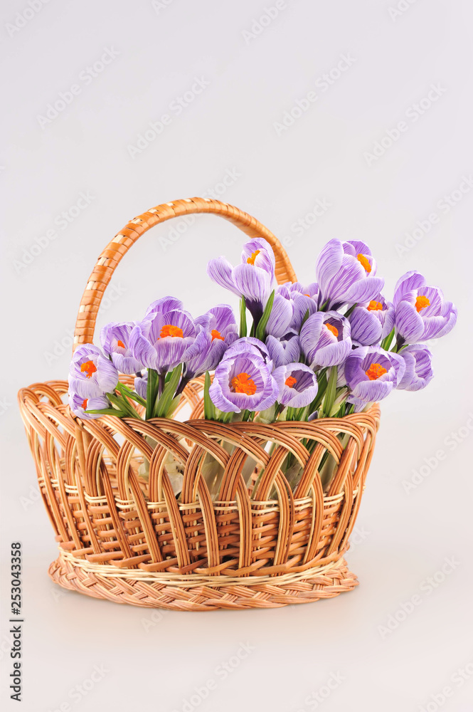 Baskets with crocuses and hyacinth on a light-gray background