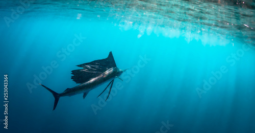 sailfish  photo