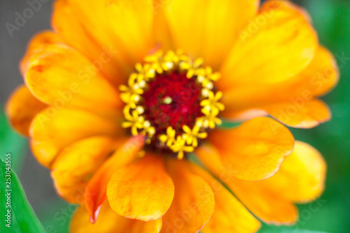 Yellow zinnia flower