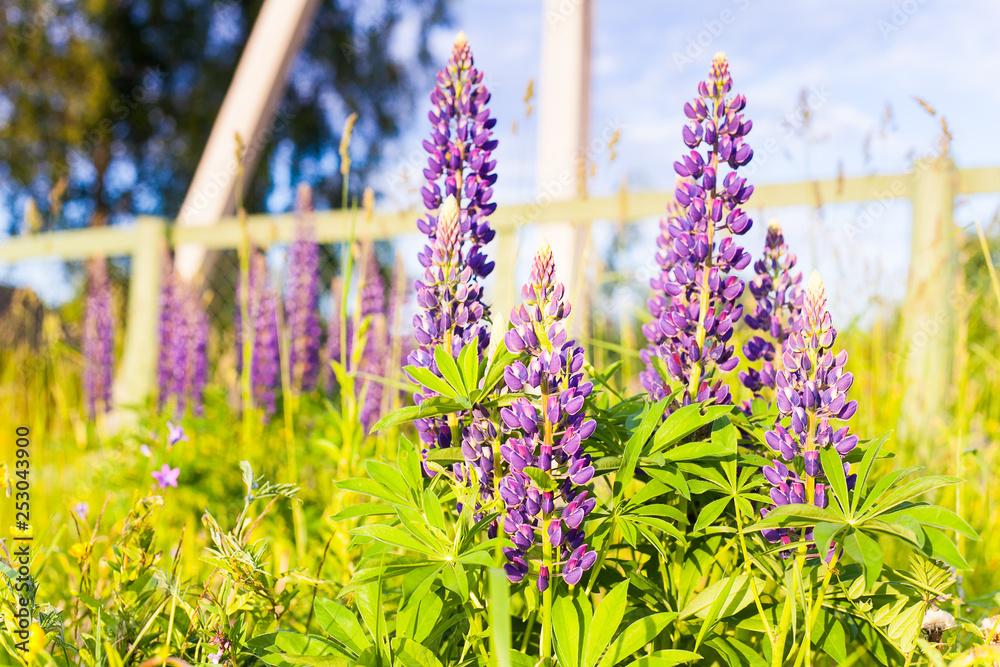 Obraz premium Wild-growing flowers of a lupine in the field in the sunset sun