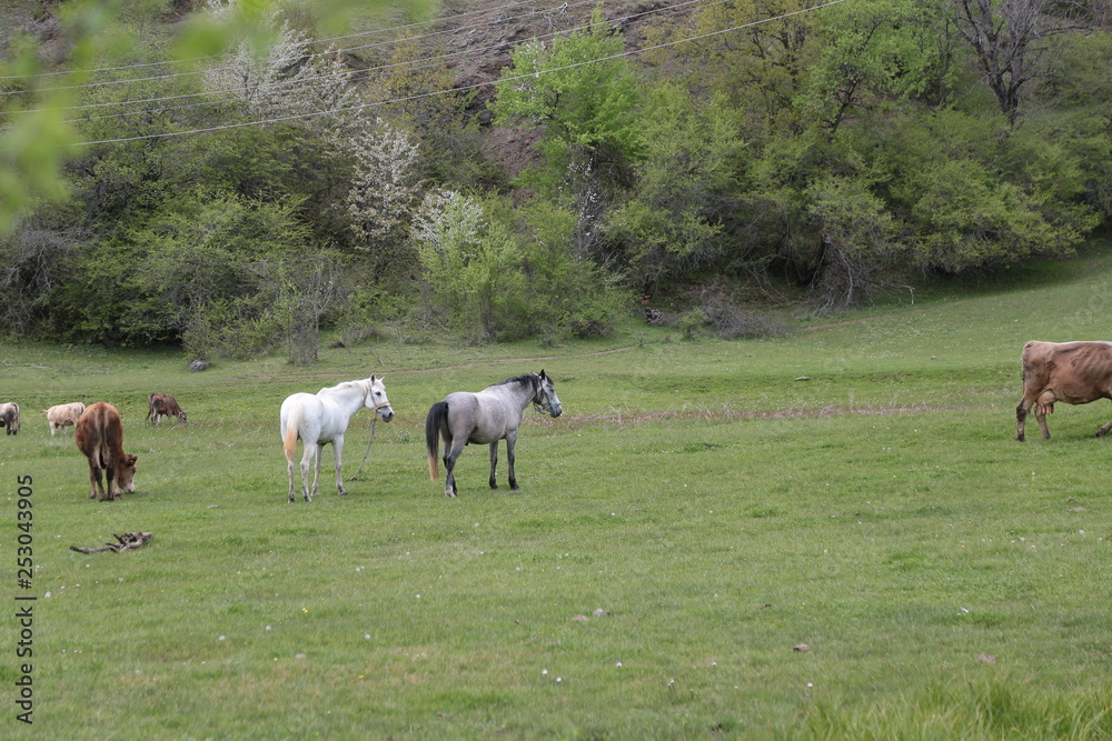 wild horses and cowboys.kayseri turkey