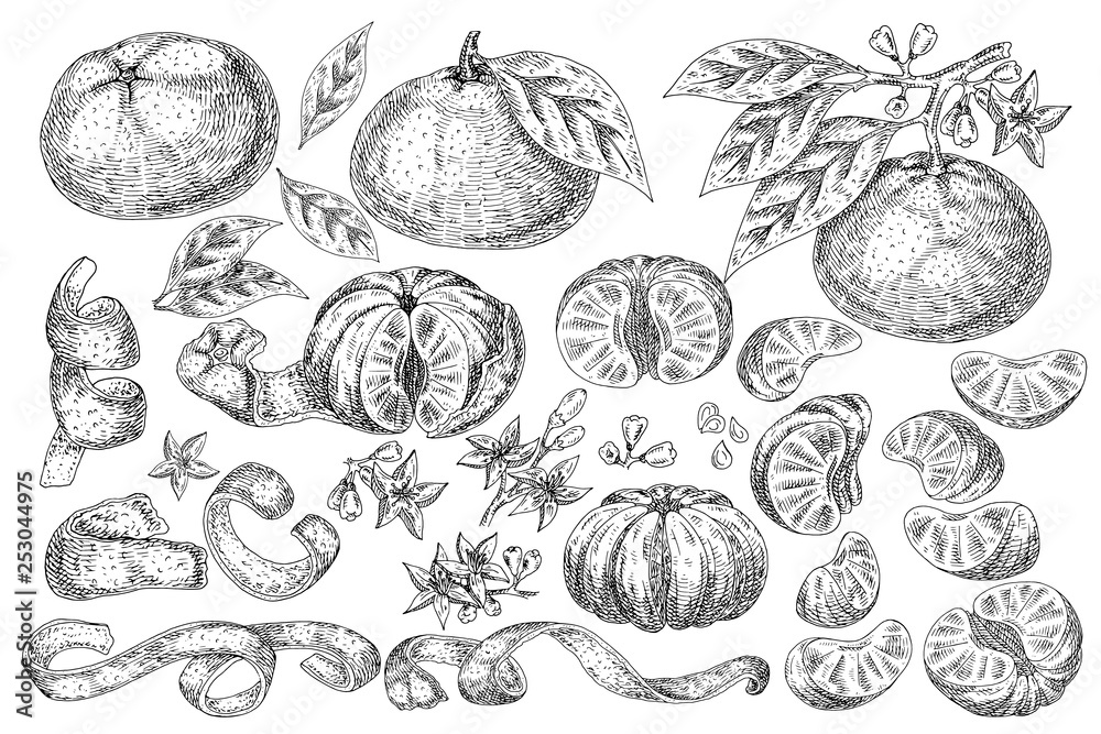 Citrus fruit mandarin isolated on white background. Hand drawn food illustration. Sketch vintage objects for label, icon, packaging. Citrus fruit mandarin isolated on white background. Hand drawn food illustration. Sketch vintage objects for label, icon, packaging.