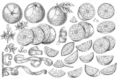Citrus fruit orange, lime, lemon, mandarin, bergamot isolated on white background. Hand drawn food illustration. Sketch vintage objects for label, icon, packaging.