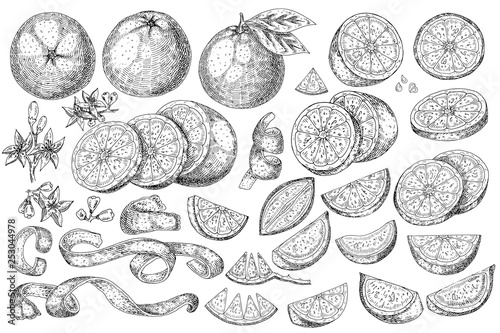 Citrus fruit orange, lime, lemon, mandarin, bergamot  isolated on white background. Hand drawn food illustration. Sketch vintage objects for label, icon, packaging.