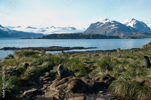 Prion Island South Georgia Islands, view across bay to snow capped mountains photo