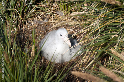 Prion Island South Georgia Islands, wandering albatross fledgling on nest photo